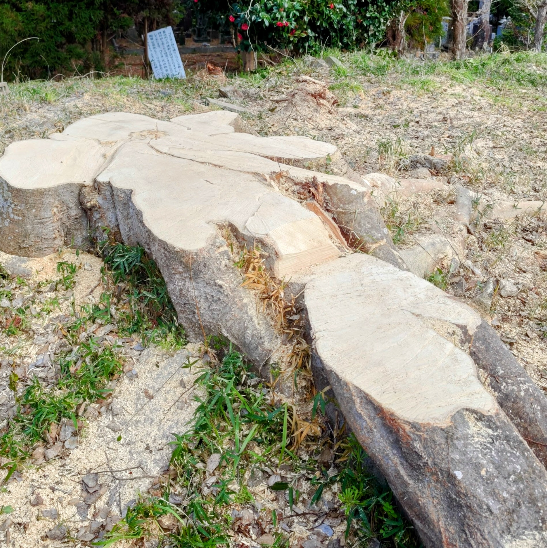 樹木伐採作業終了